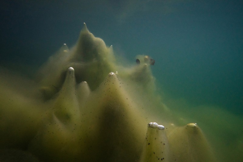 Unter Wasser, H-C Schink