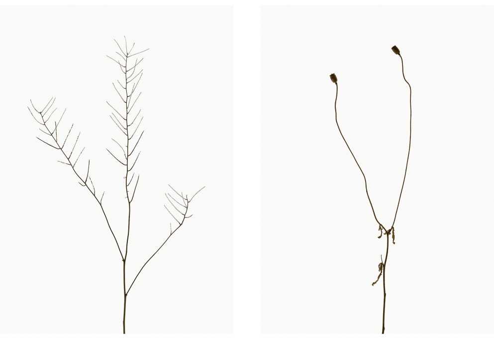 Knoblauchsrauke (Alliaria petiolata), Klatschmohn (Papaver rhoeas), Projekt 