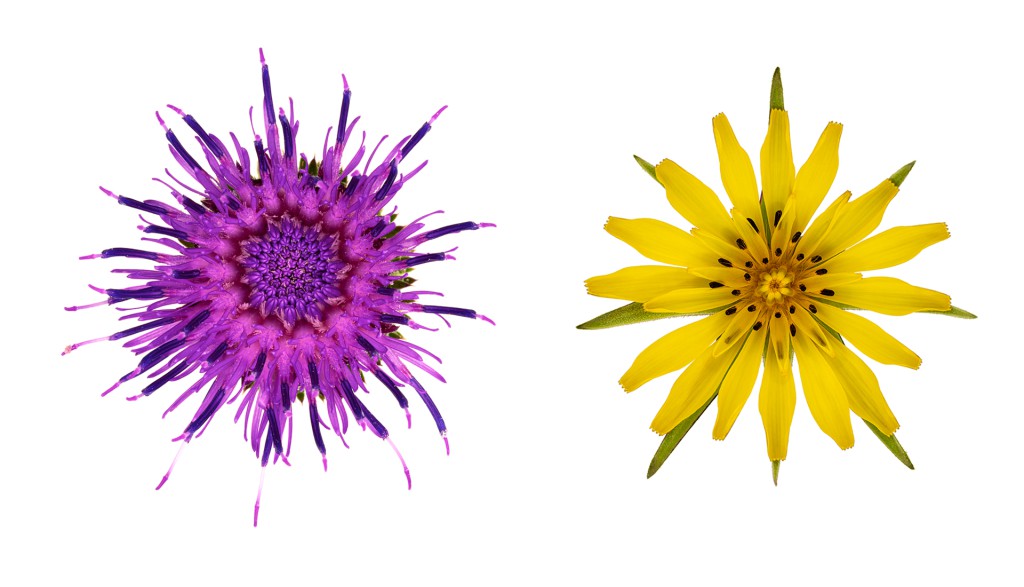 Carduus crispus, Tragopogon pratensis, Projekt 