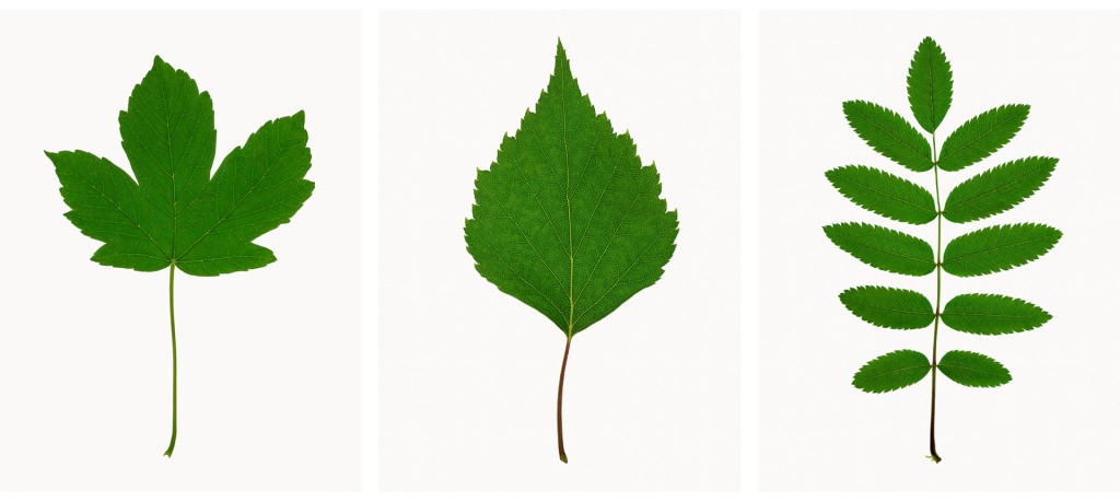 Bergahorn, Hängebirke, Vogelbeere, Projekt 