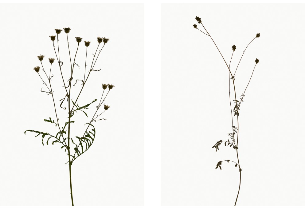 Skabiosen-Flockenblume (Centaurea scabiosa), Pimpinelle (Sanguisorba minor), Projekt 