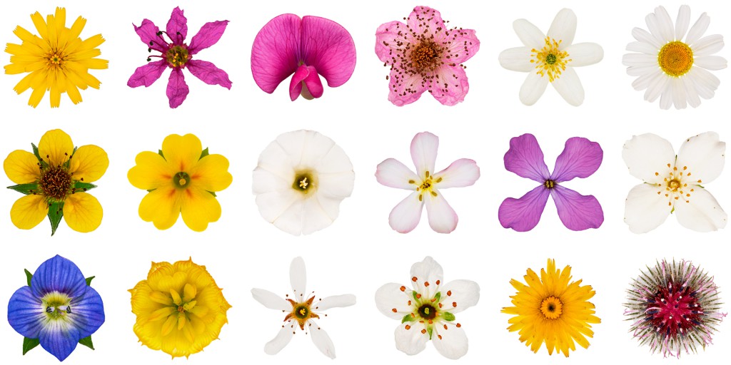 Bitterkraut, Blutweiderich, Platterbse, Brombeere, Buschwindröschen, Nelkenwurz, Silberblatt, Pfeifenstrauch, Ehrenpreis, Felsenkirsche, Filzklette