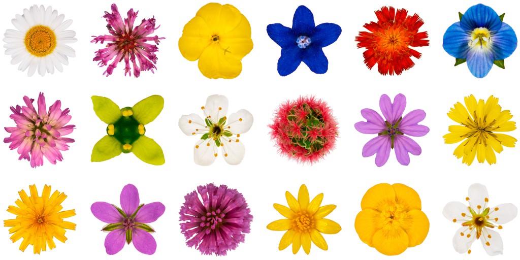 Nachtkerze, Ochsenzunge, Pfaffenhütchen, Hornklee, Orangerotes Habichtskraut, Storchschnabel, Rainkohl, Löwenzahn, Rotklee, Scharbockskraut, Schlehe