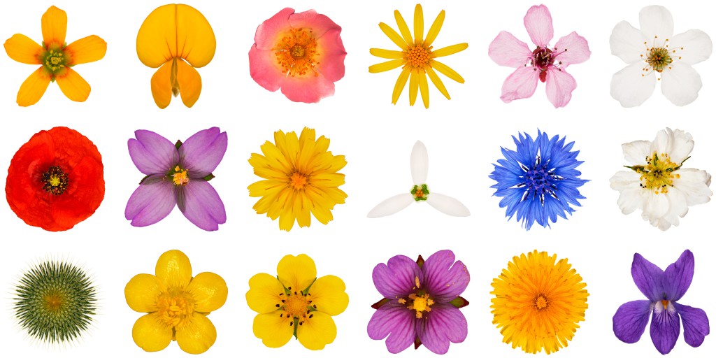 Himbeere, Horn-Sauerklee, Hundsrose, Jakobs-Greiskraut, Mohn, Kirschpflaume, Klatschmohn, Klein-Köpfiger Pippau, Weidenröschen,  Kornblume Schneeglöckchen, Kratzdistel, Märzveilchen