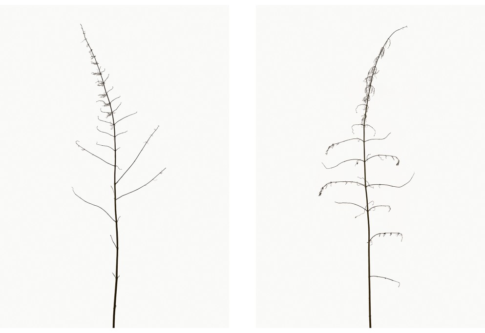 Große Brennessel (Urtica dioica), Projekt 