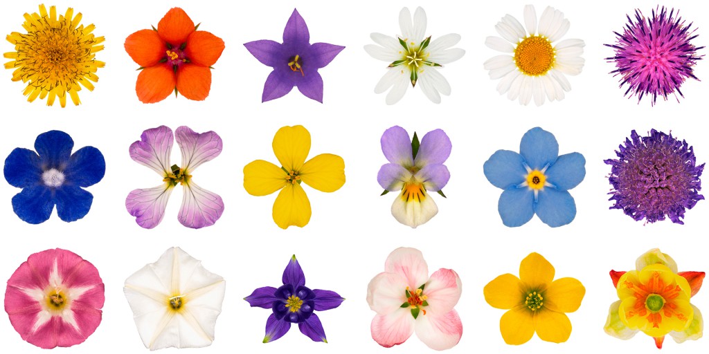 Acker Gänsedistel, Glockenblume, Hundskamille, Kratzdistel, Ochsenzunge, Stiefmütterchen, Vergissmeinnicht, Witwenblume, Ackerwinde, Akelei, Berberitze