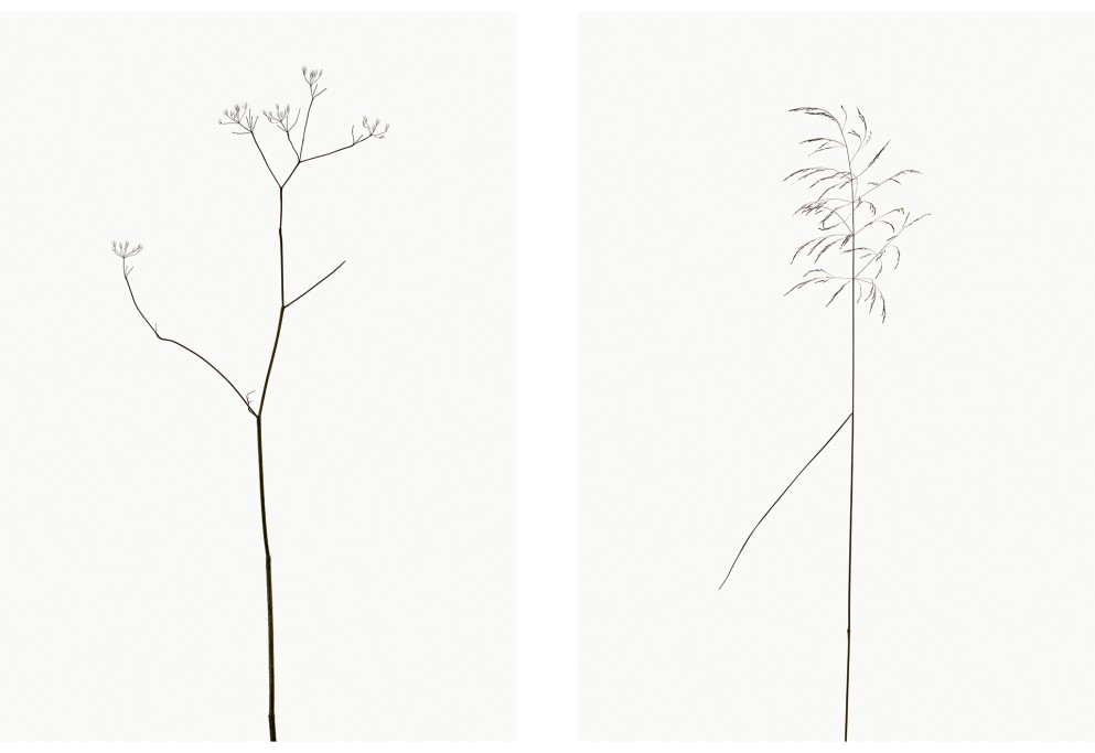 Wiesen-Kerbel (Anthriscus sylvestris), Wiesen-Rispengras (Poa pratensis), Projekt 