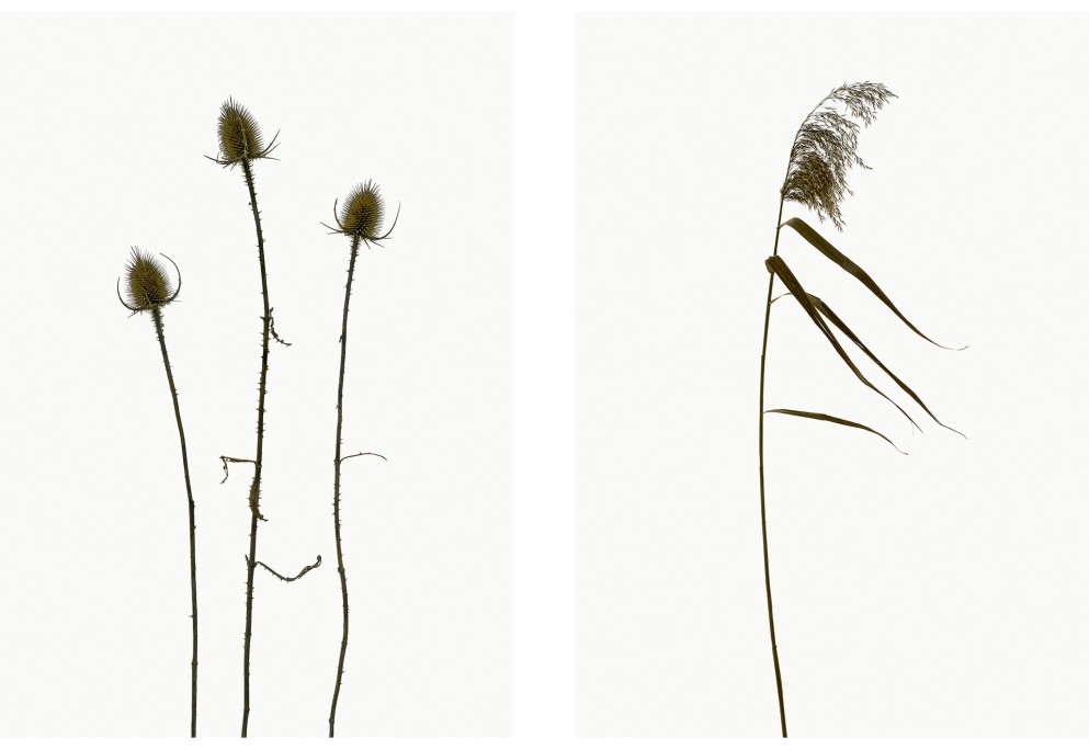 Wilde Karde (Dipsacus fullonum), Schilfrohr (Phragmites australis), Projekt 