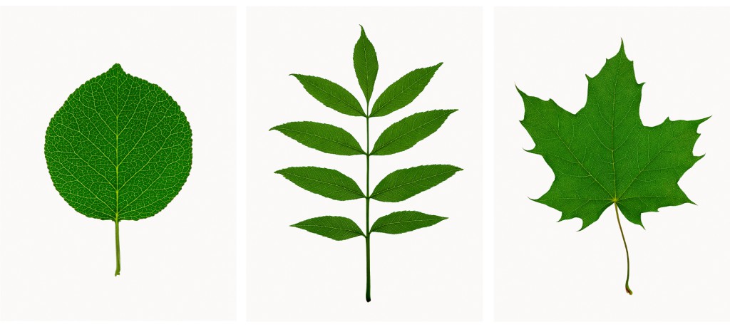 Felsenkirsche (Prunus mahaleb), Spitzahorn (Acer platanoides), Projekt 