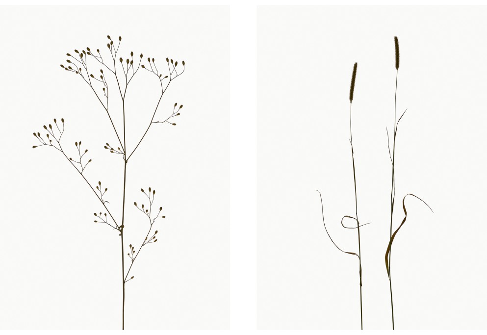 Rainkohl (Lapsana communis), Wiesen-Lieschgras (Phleum pratense), Projekt 