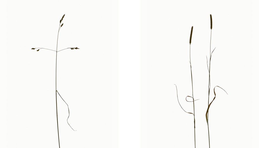 Knäuelgras (Dactylis glomerata), Dach-Trespe (Bromus tectorum)