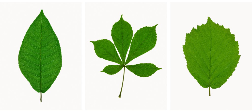 Traubenkirsche (Prunus padus), Roßkastanie (Aesculus hippocastanum), Haselnuss (Corylus avellana), Projekt 