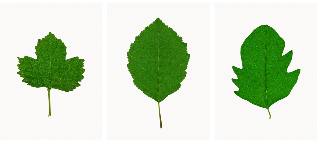 Schneeball (Viburnum opulus), Schneebeere (Symphoricarpos albus), Projekt 