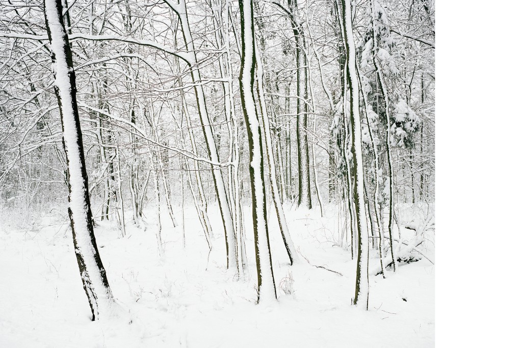 Im Balliner Holz, 