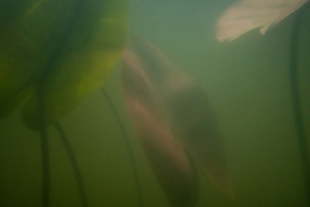 Unter Wasser #39, Projekt 