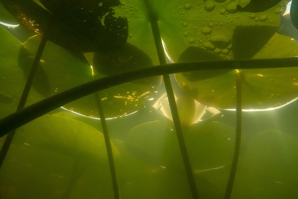 Unter Wasser #53, Projekt 