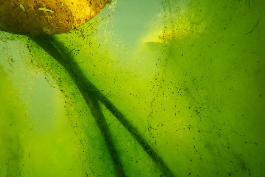 Unter Wasser #15, Projekt 