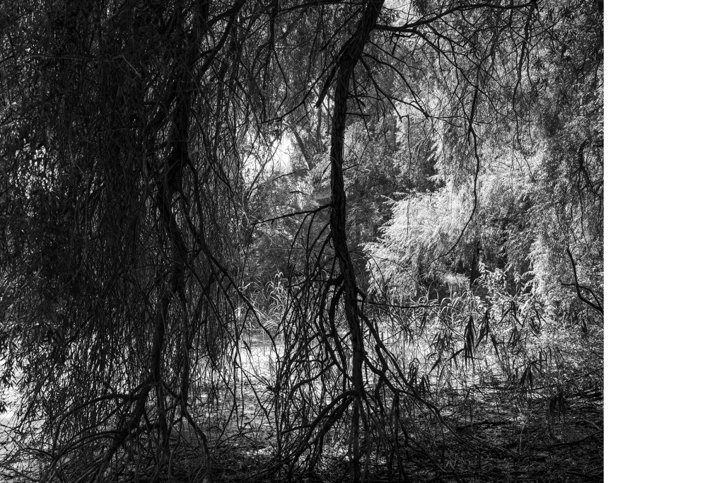 Weiher bei Plath, Projekt 