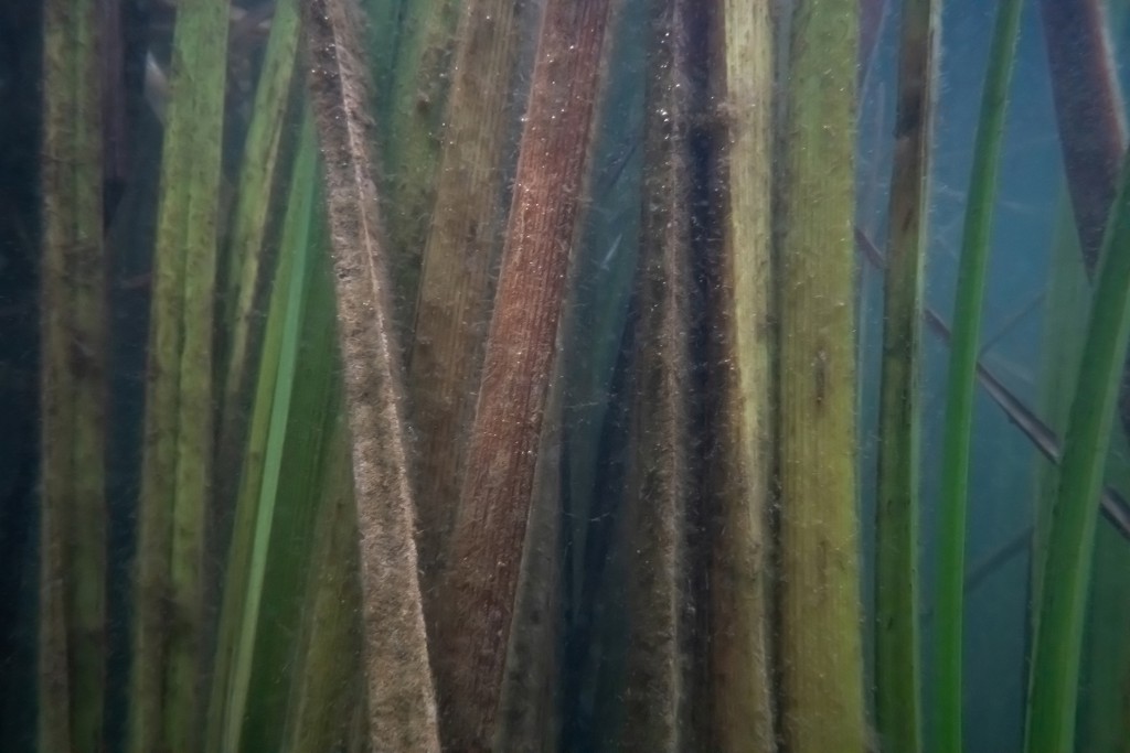 Unter Wasser #20, Projekt 